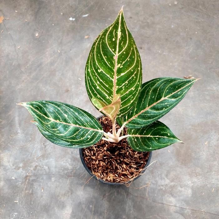 Aglonema Diana Black - Aglo - Aglonema Murah - MURAH