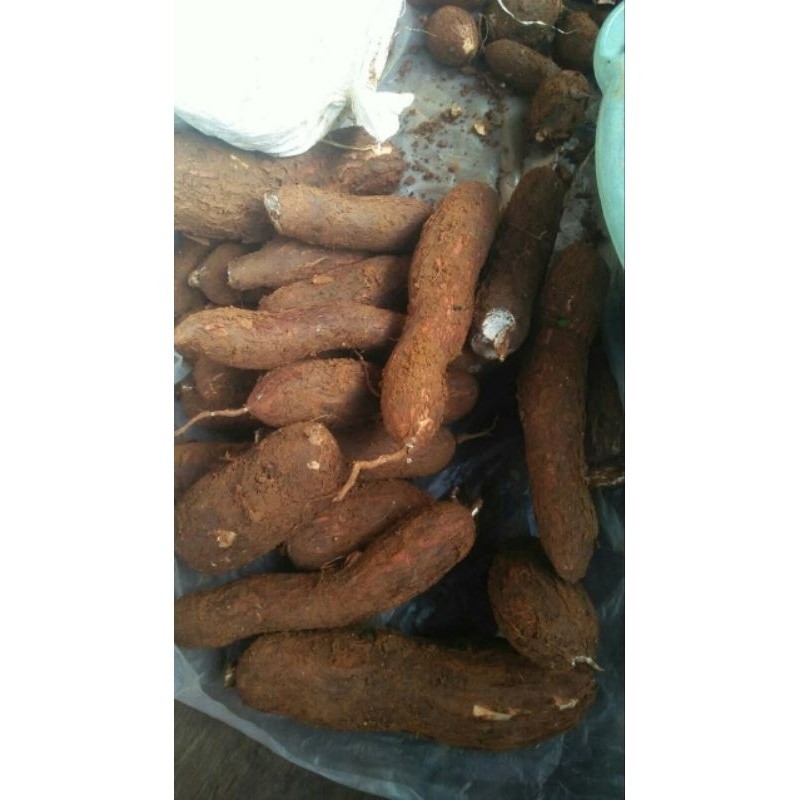 

jual 1kg singkong merah organik K. D