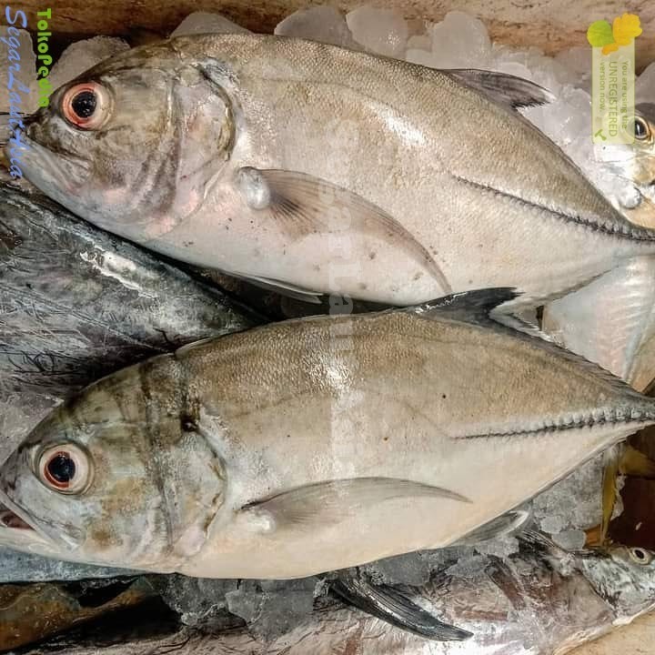 

Ikan Kuwe Segar 1Kg Ikan Kuwe Tengkek