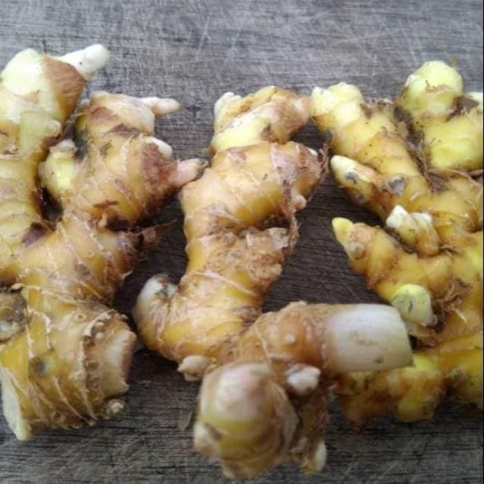 

Terlaris Lempuyang Wangi / Zingiber Zerumbet Organik 1kg Shop with