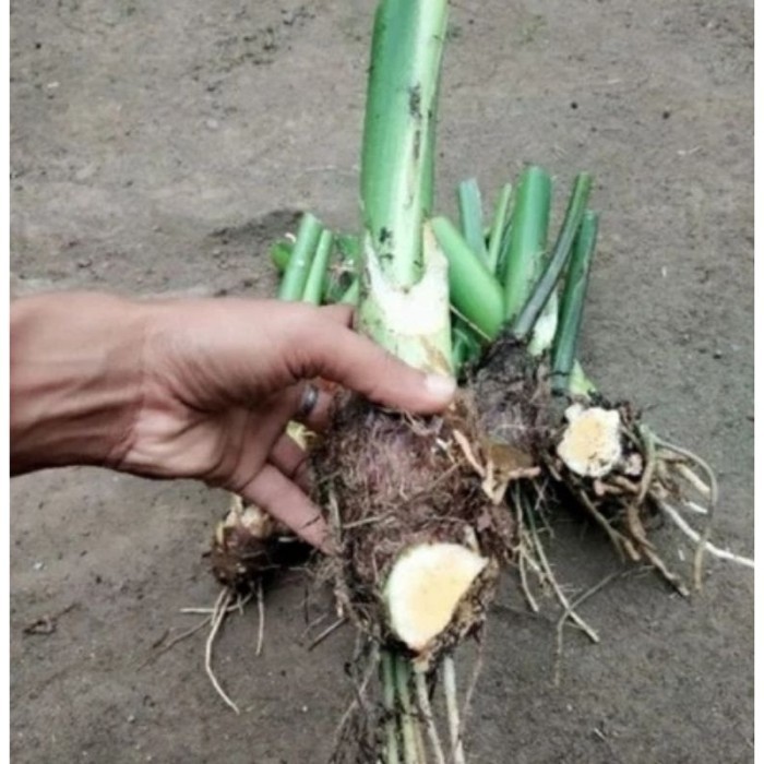 

Mew Bibit Talas / Bibir Talas Kimpul / Talas Kimpul / Bibit Bongol