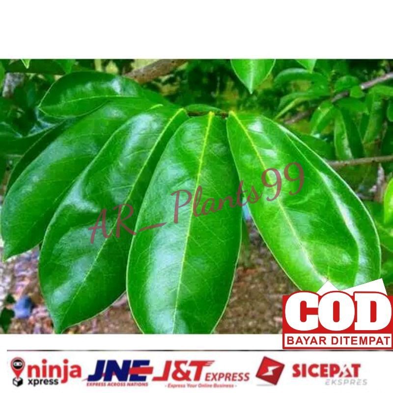 

Daun sirsak 100 lembar anti kanker anti tumor masih segar fresh