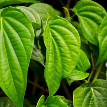 

daun sirih / sirih hijau/tanaman obat