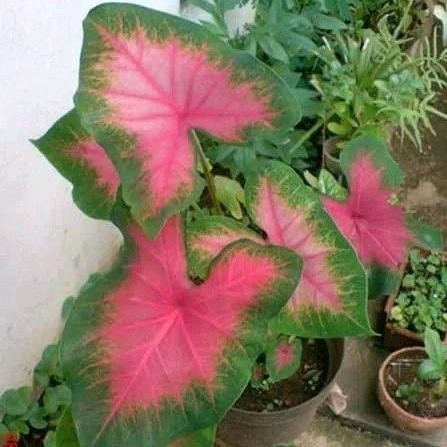 bibit bunga keladi pink lipstik murah tanaman asli