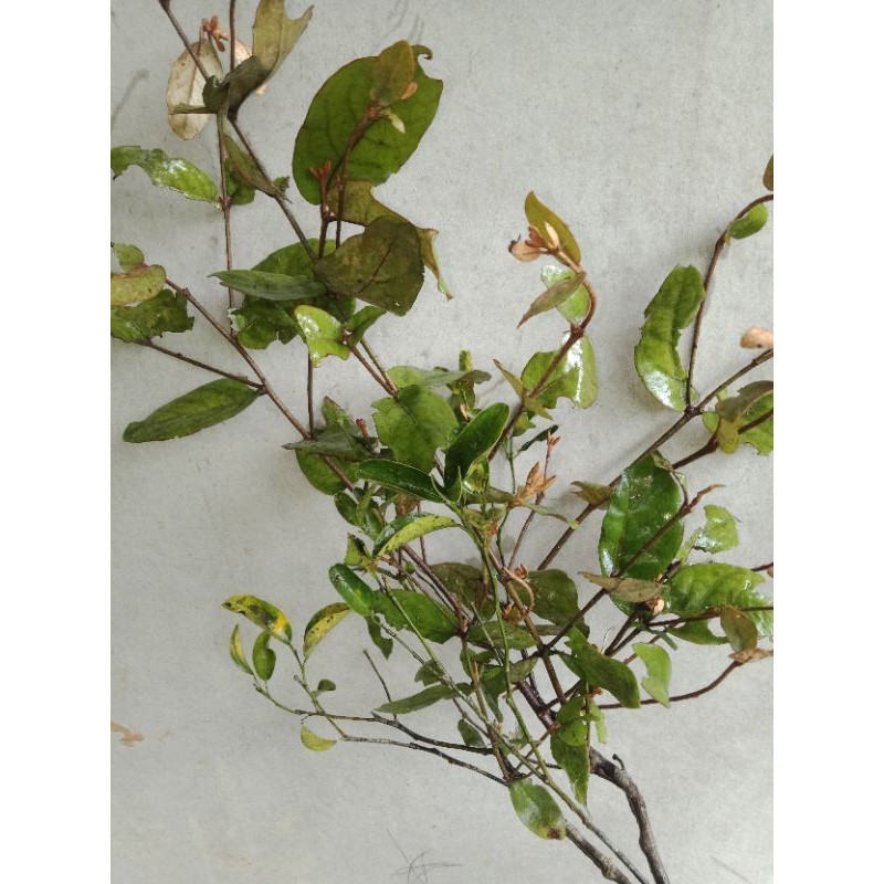 

benalu segar dari pohon jeruk asli. Per 1 kg kenzi herbal