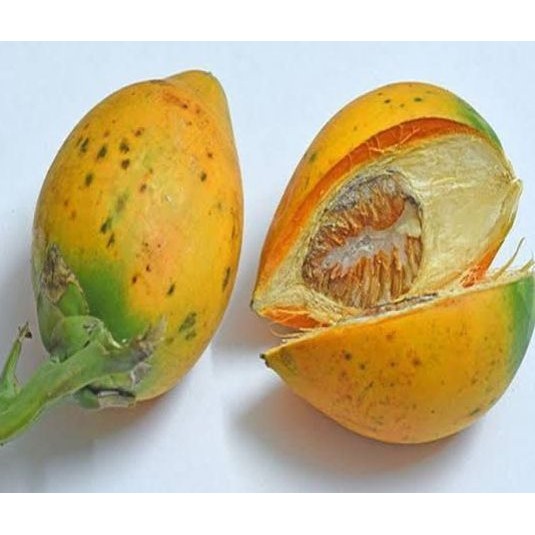 

Masih Segar baru petik pinang jambe tua 1 kg