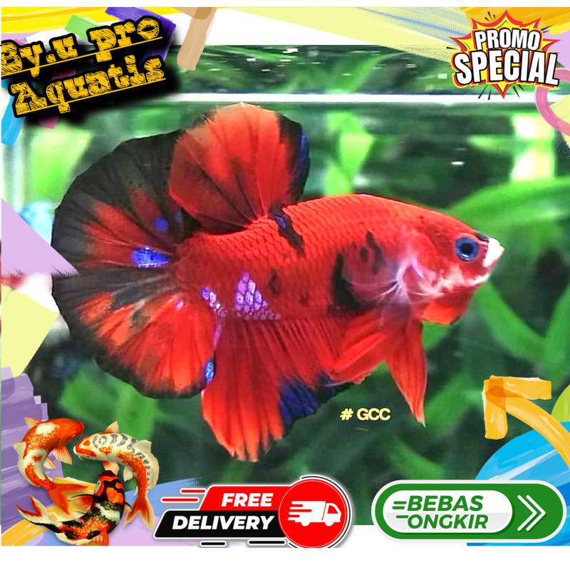 Perlengkapan aquarium CUPANG GIANT KOI GALAXY bahanan