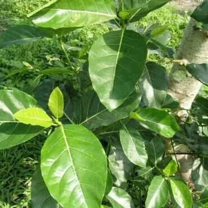 

Daun awar awar segar