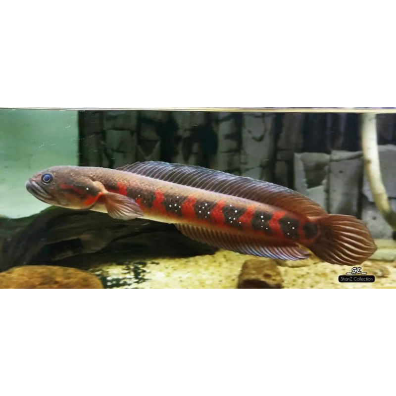 RECOMENDED Asiatika rs (bahan merah) 3-5 cm, indukan gondrong, kualitas bagus TERLARIS