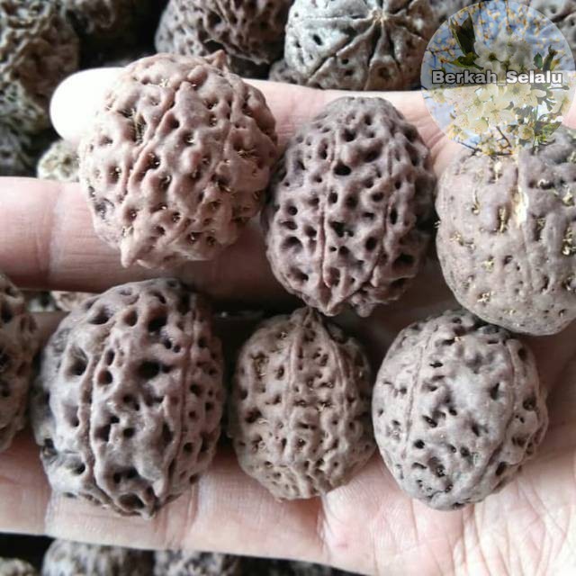 Jenitri Rudraksha Jenitri Besar Berkah_Selalu