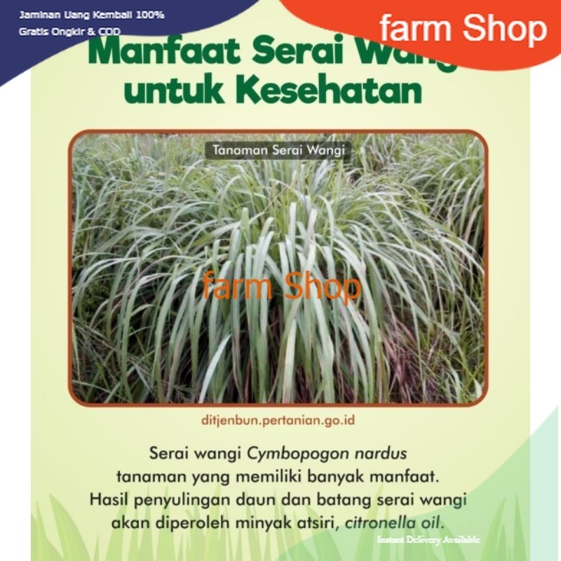 

FS - sereh wangi - serai wangi herbal