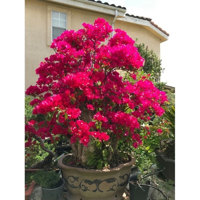 Bunga Bougenville / Kertas Id Merah Mega / Darah Bibit ORI -Tanaman Hidup- Bunga Hidup - tanaman hia