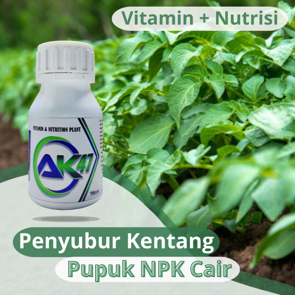 [PENYUBUR KENTANG] Pupuk Penyubur Kentang Anti Rontok, Nutrisi ZPT Kentang  - Pupuk AK47