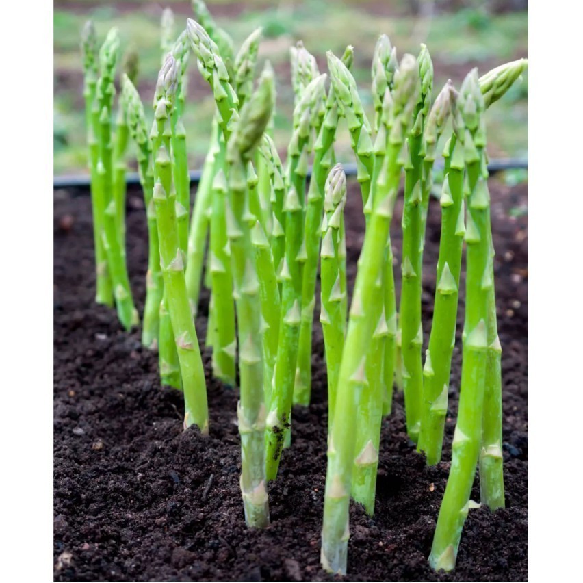 Bisa bayar di tempat - Asparagus 2 biji bibit seed Bibit Asparagus Sayur F1 Mary Washington Benih Sa