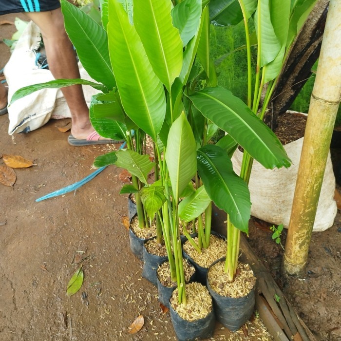 pohon pisang karibay karibai Tanaman pisang karibay