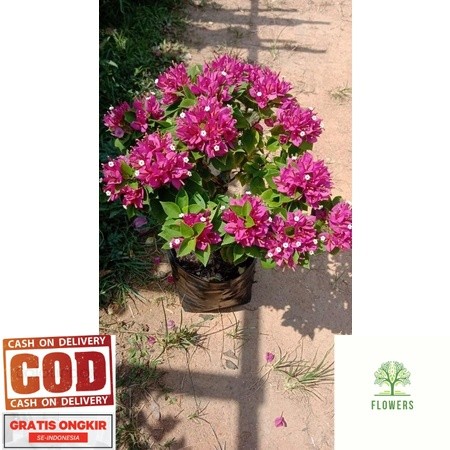 Bougenville Singapura bonsai (COD)