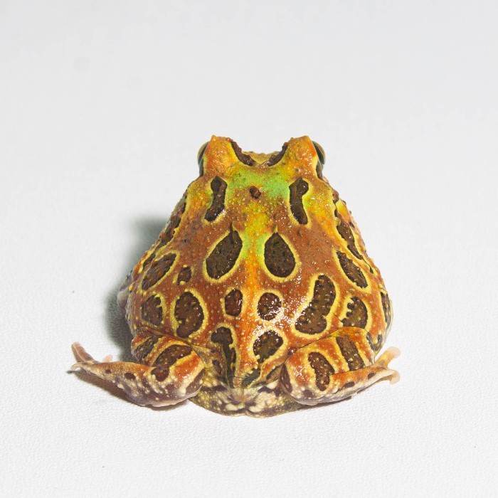 Katak Pacman / Pacman Frog / Kodok Pacman / Kodok Hias / Camo Sunburst Brown Green Albino Strawberry
