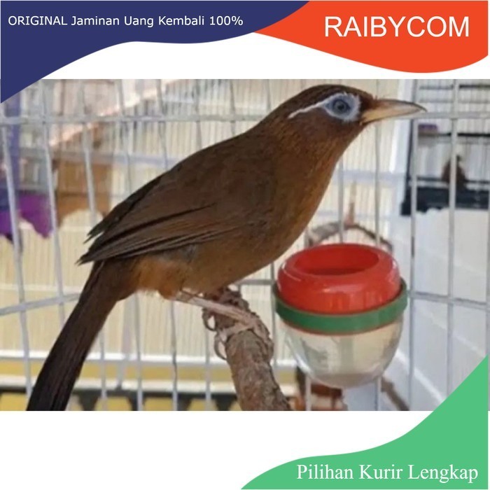 Burung Wambi besar import Wambie bahan prospek jantan betina Hwambi Big Hwa Mei belum Gacor