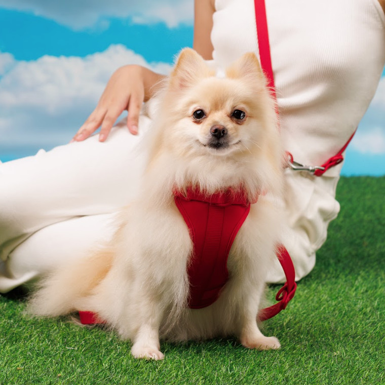 Noir Sur Blanc Pet Harness