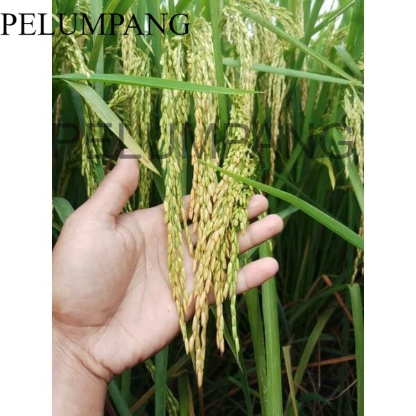 PADI Benih Padi G100 (GANDARIA 100)
