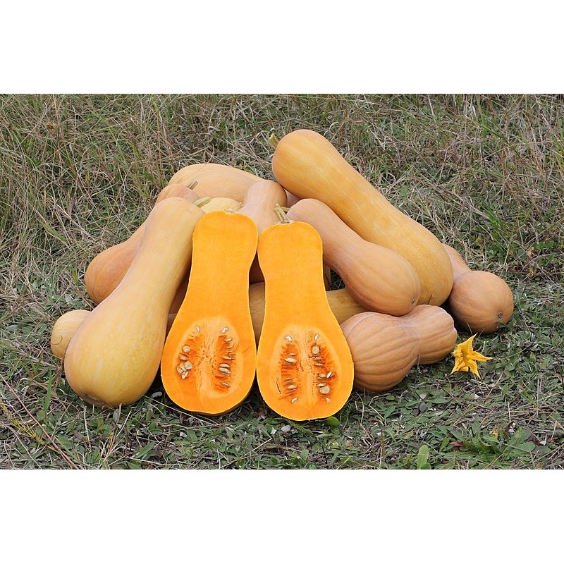 

Butternut Squash Labu Madu Organik Local Bebas Pestisida Pumpkin Makanan Ibu Menyusui MPASI Bayi Kolak