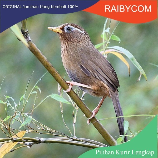 Burung Wambi import pilihan Jantan Hwamei Betina Impor Voer Total