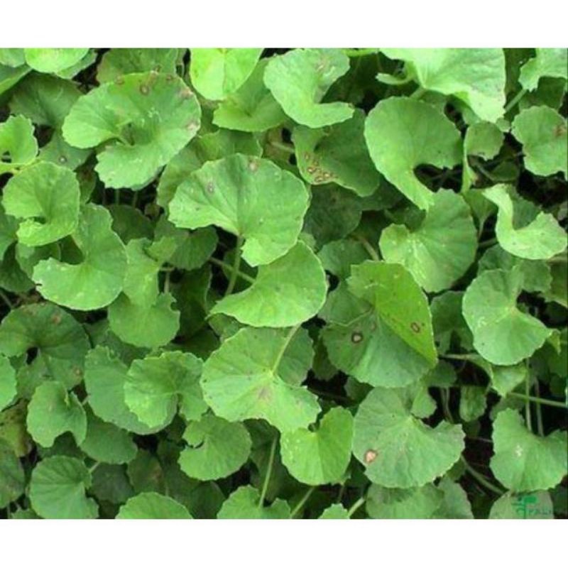 

ANTANAN ATAU PEGAGAN SEGAR 1KG [ FRESH PRODUK ]