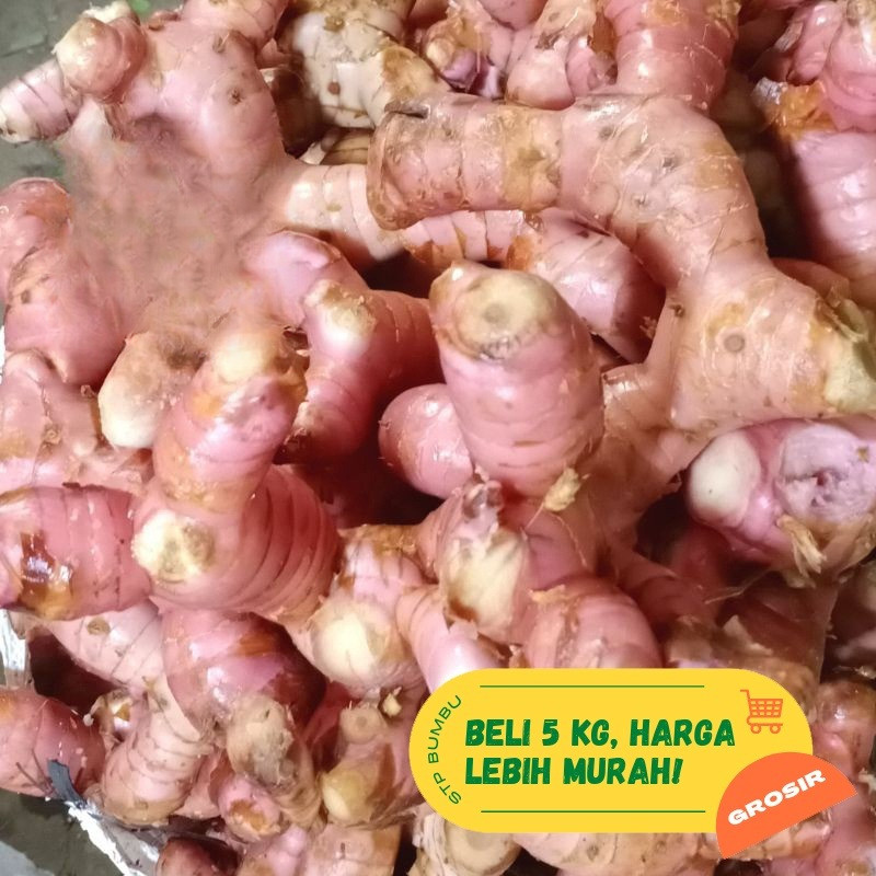 

Lengkuas Muda Merah Segar Super Besar 1 kg / Laos 1 kg