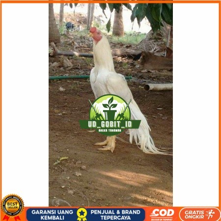 

Telur ayam hias putih nasional bangkok putih siap tetas - ayam nasional UD_GOBIT_ID