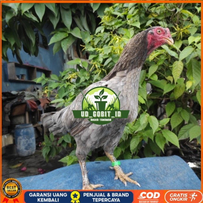 

Telur ayam bangkok birma fertil / ayam petarung aduan untuk ditetaskan Langsung UD_GOBIT_ID