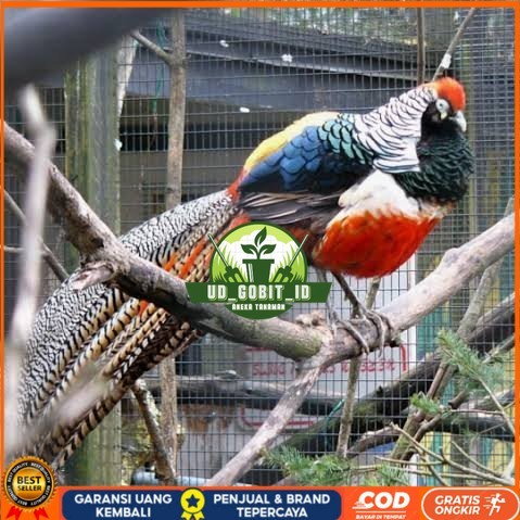 

Telur ayam hias ringneck lady red amherst pheasant fertil untuk tetas UD_GOBIT_ID