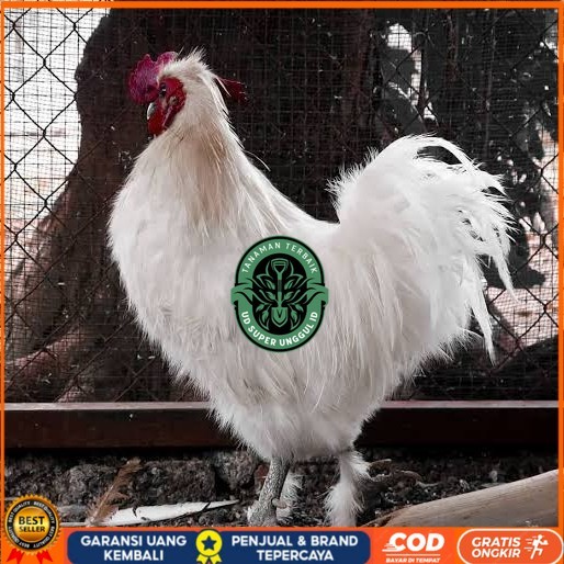 

Telur ayam kapas / telur ayam hias / telur fertil siap kirim UD_SUPER_UNGGUL_ID