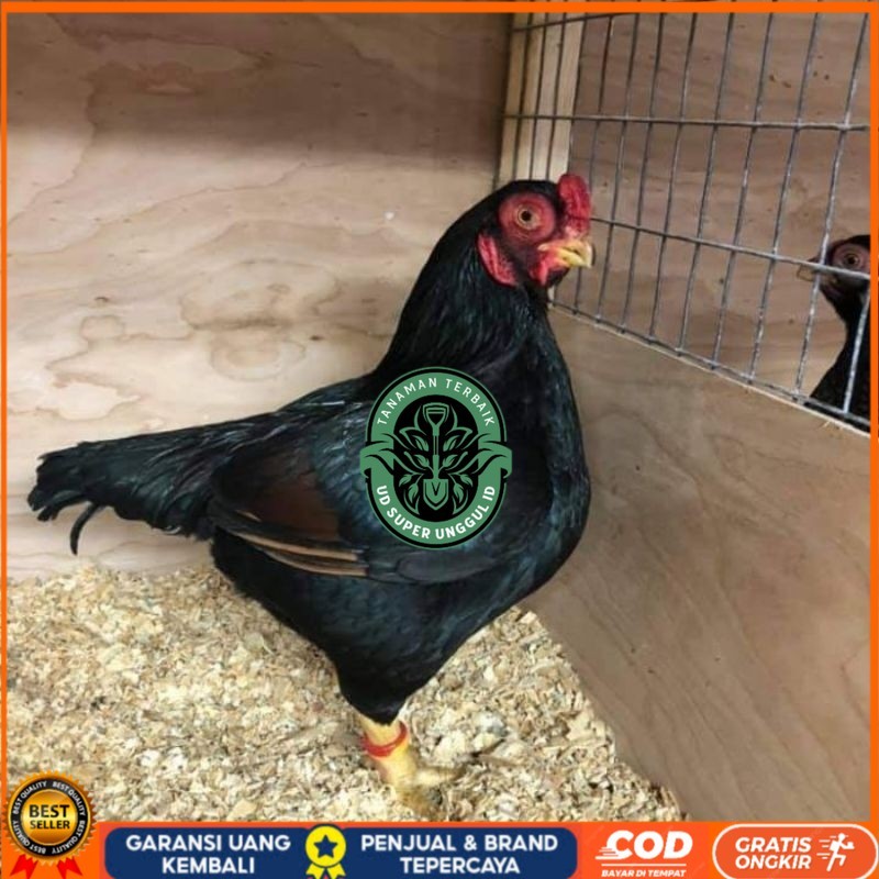 

TELUR AYAM HIAS BANTAM CORNISH UNTUK DI TETASKAN UD_SUPER_UNGGUL_ID
