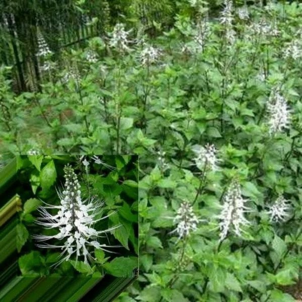 

DAUN KUMIS KUCING 1KG SEGAR OBAT HERBAL H132