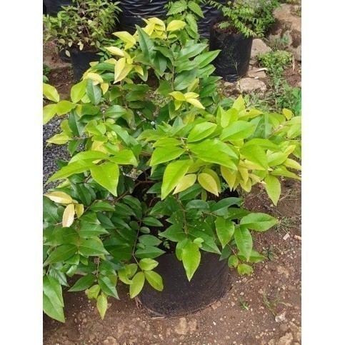 

Promo 1 Kg Daun Nangka Segar - fresh COD Rege_Herbal