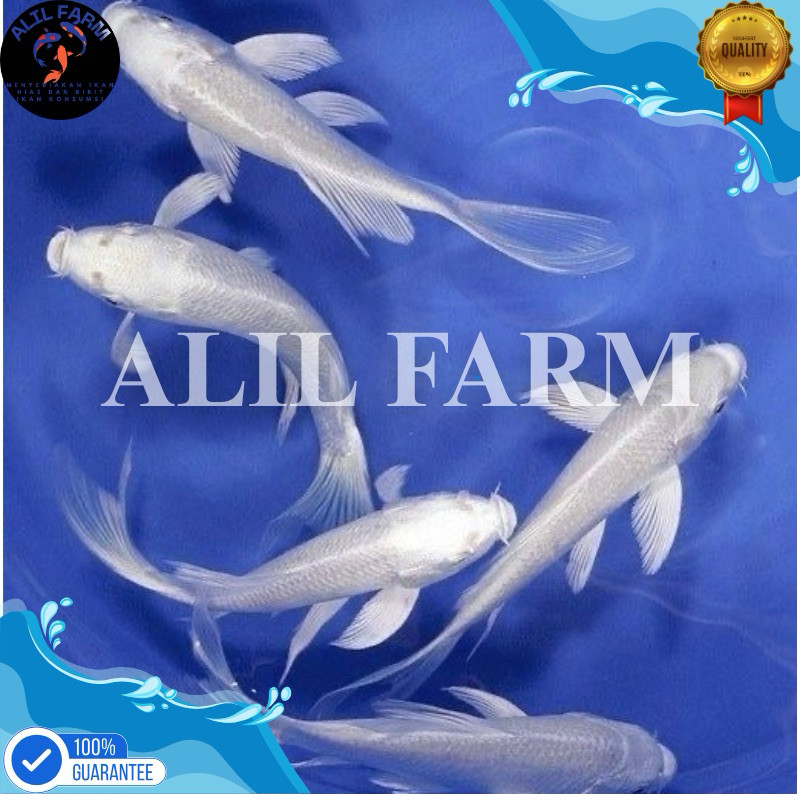 hobi Ikan Koi Platinum Slayer Putih Salju Size 11-13 Cm / Koi Platinum Murah Berkualitas