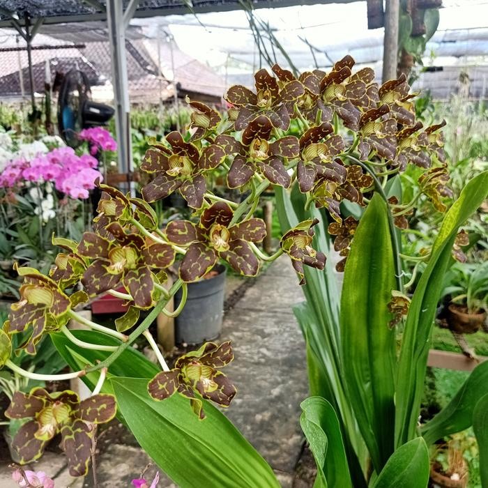 anggrek grammatophyllum tiger paw dewasa