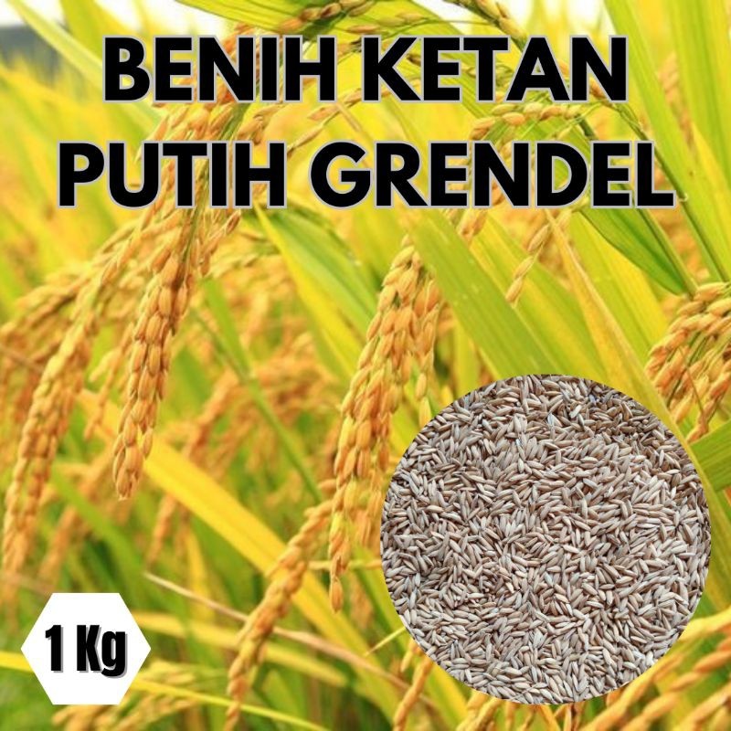 1 KG BENIH KETAN PUTIH GRENDEL / BENIH PADI KETAN PUTIH SUPER GRENDEL/BENIH KETAN PUTIH LOKAL