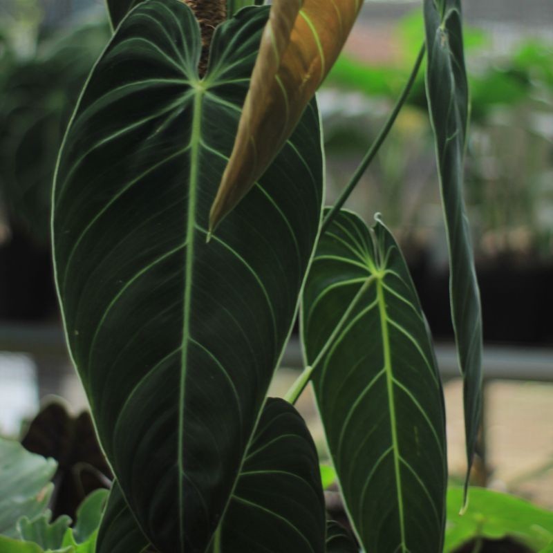 TANAMAN HIAS PHILODENDRON MELANO NARROW