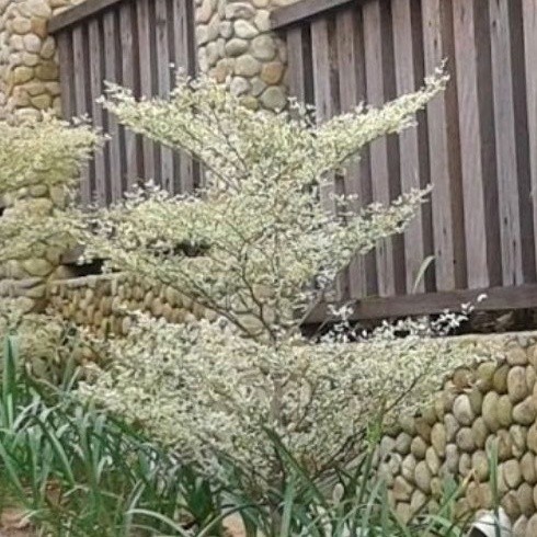 Bibit Pohon Ketapang Kencana Varigata uk Sedang ( Daun Putih Asli )