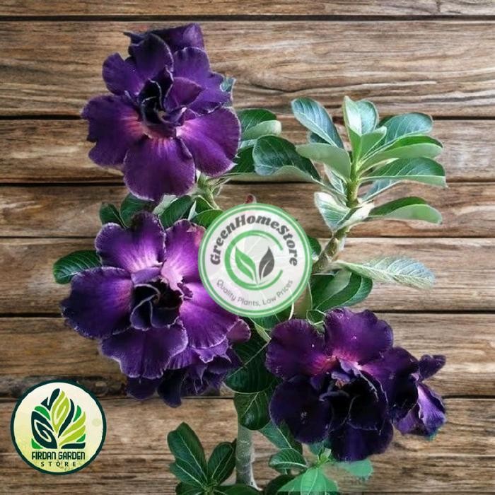 Hiasan Taman Hidup - Kamboja Jepang Adenium Bunga Tumpuk Ungu Bonggol Besar Termurah