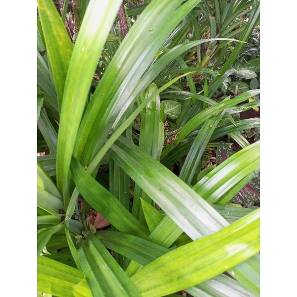 

paket 20 daun pandan segar