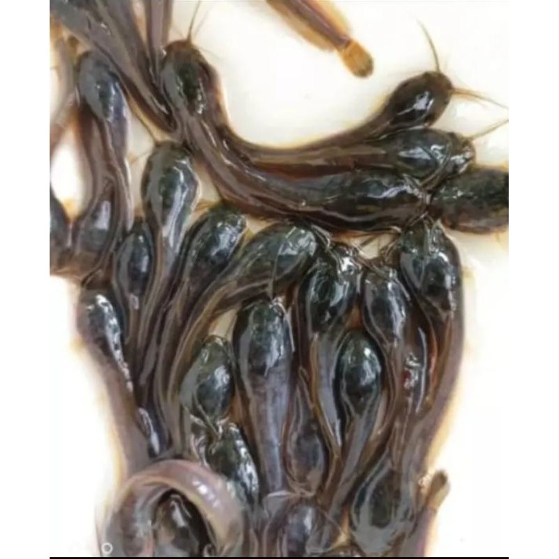 Paket Bibit Lele Sangkuriang Size 7-8cm