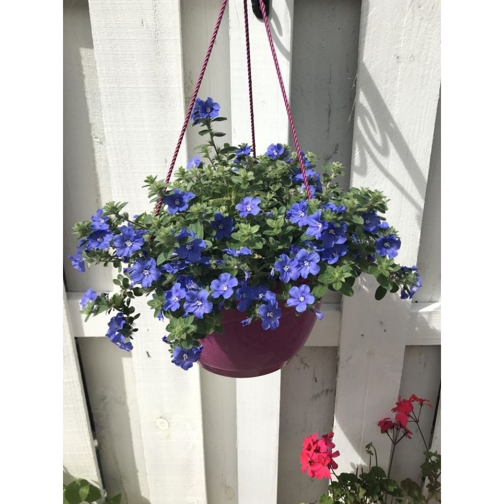 Tanaman Hias BLUE EYES Bunga Biru - Tanaman Hias Gantung Sudah Berakar Rimbun dan Bunga Kucup