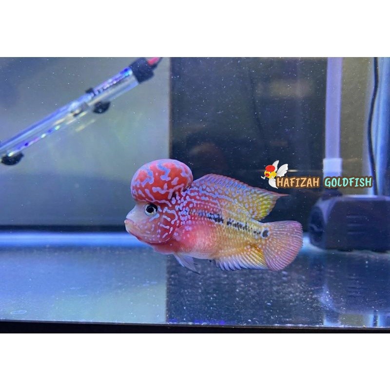 Louhan Kamfa F2 Ori 3-5 cm thailand Burayak Fry Thailand