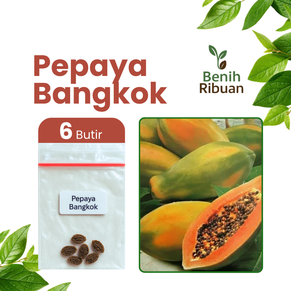 BENIH RIBUAN - Benih Unggul Buah Pepaya Bangkok Manis Berkualitas Bibit Pepaya Bangkok Premium