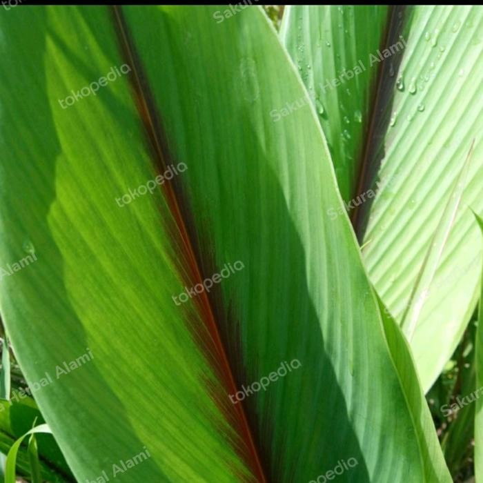 

promo daun kunyit putih 100gram ready