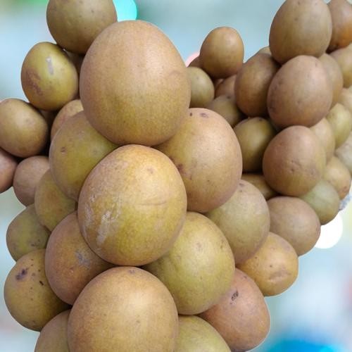 

Sawo Madu Asli Matang Pohon – Buah Segar Siap Konsumsi