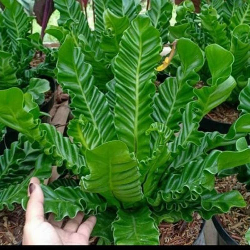 Tanaman hias Pakis Kadaka Lasagna / Pakis Kadaka Lasanya / Asplenium cobra
