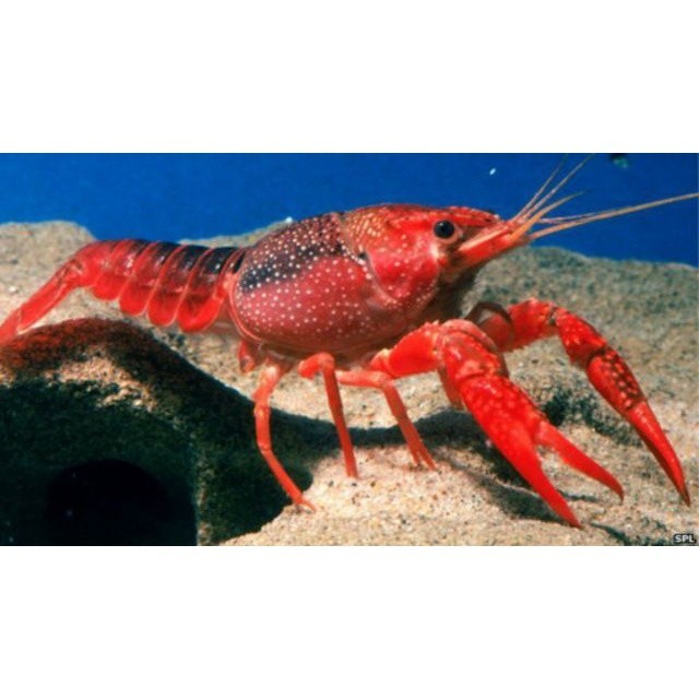 Paket Hiasan Lobster Red Hiasan Aquascpae Aquarium - lopster - lobster hias terlaris
